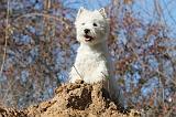 WESTIE 240